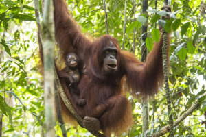 The Orangutans of Kalimantan